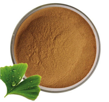 Pharmaceutical Ginko Biloba Extract Ginko Leaf Extract for Cosmetics